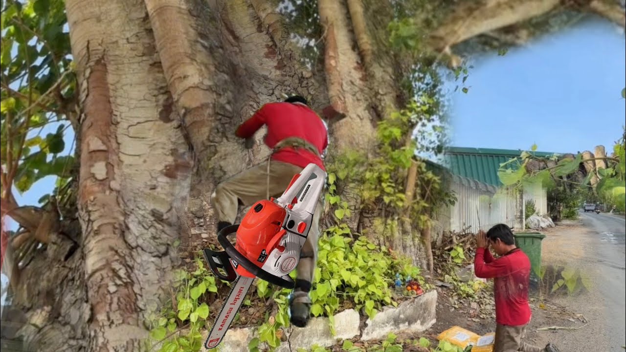 Cưa Cây Bồ Đề 100 Năm Tuổi Nhiều Thợ Cưa Bỏ Chạy ( phần3)