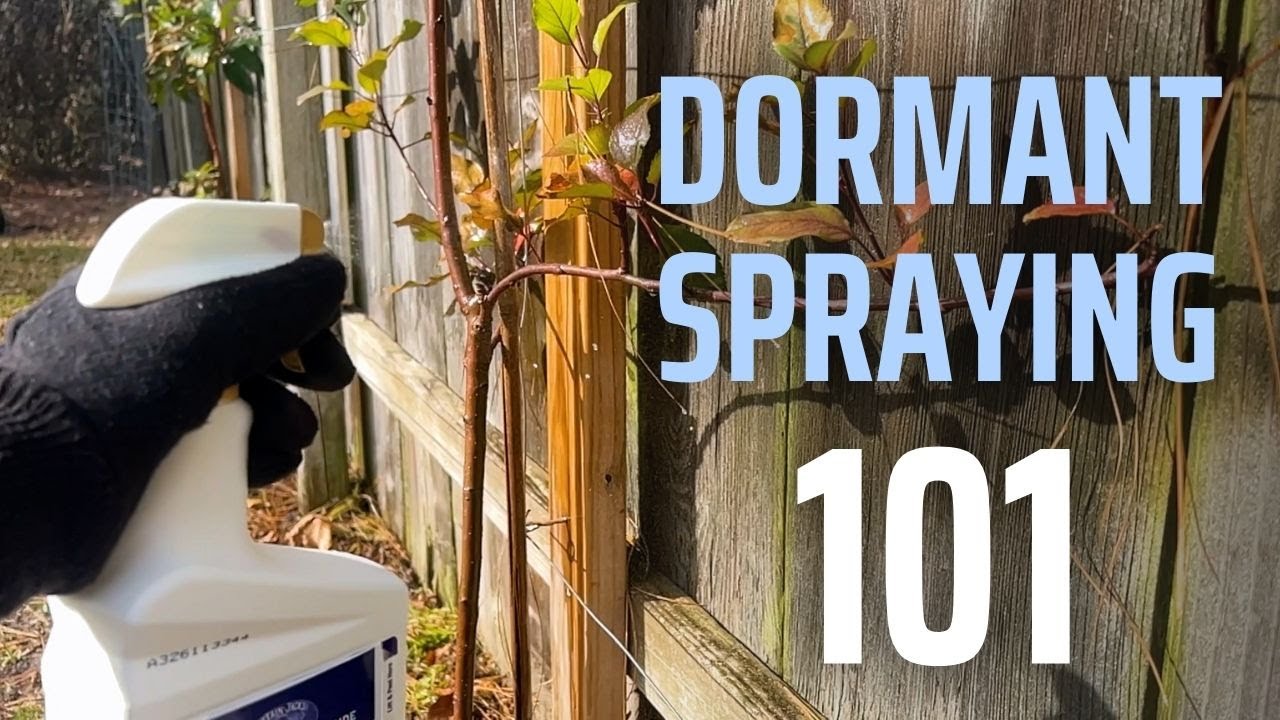 Fix Fruit Tree Problems Before They Start: Dormant Spray Now!