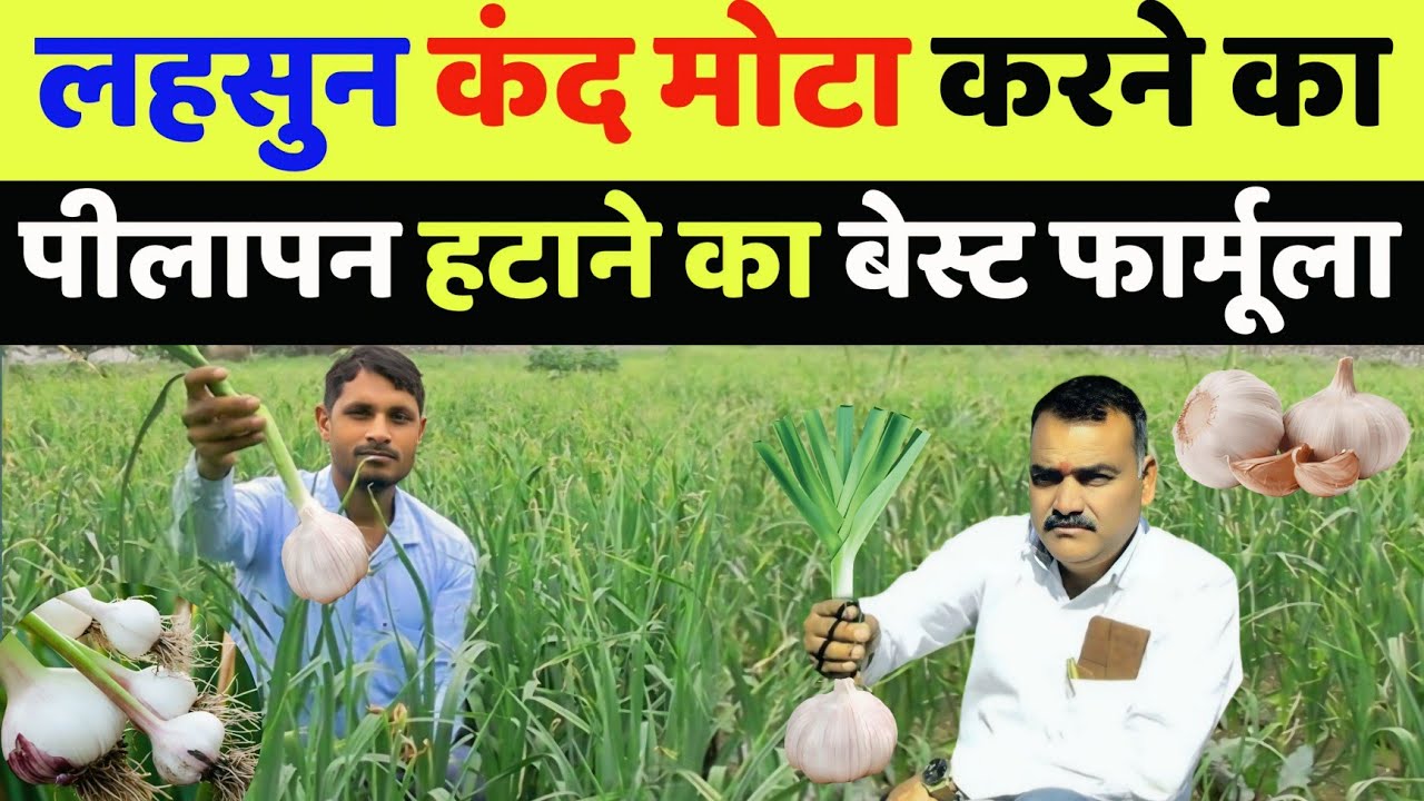 लहसुन का कंद मोटा तगड़ा ऐसे बनाएं | lahsun ka kand kaise badhaye | lahsun me pilapan kaise hataye