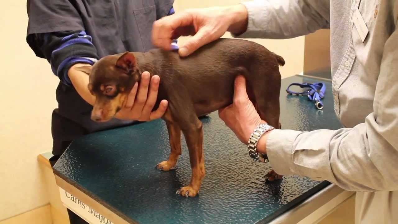 Ballston Spa Veterinary Clinic - Bladder Stone Surgery Video - BSVC