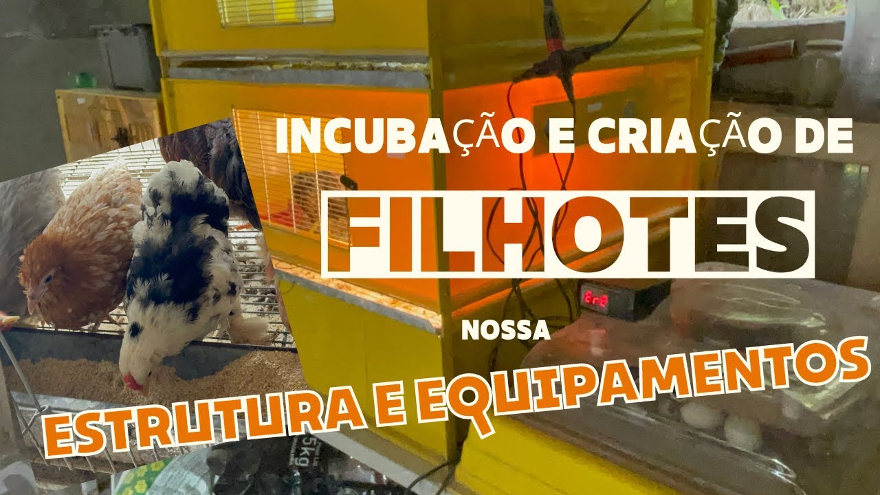 Incubação e Criação de filhotes: nossa Estrutura e Equipamentos