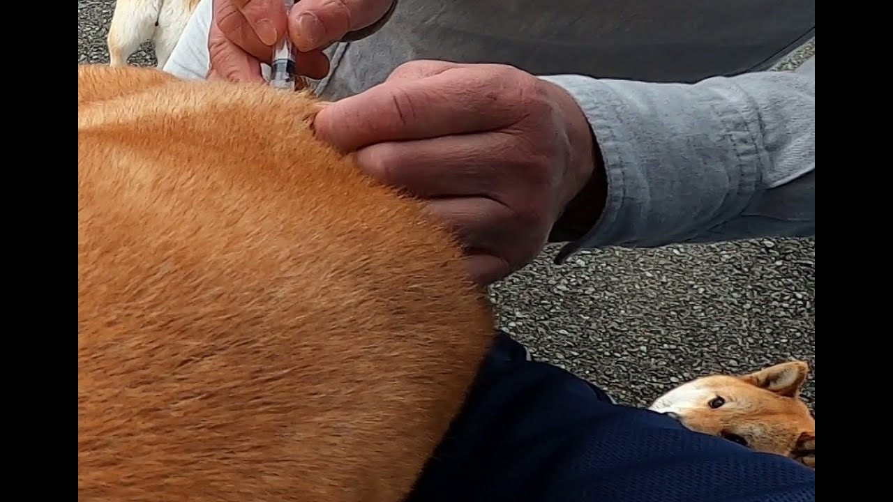 お注射してきました。🩺👨‍⚕️💉🍞🍞🍞