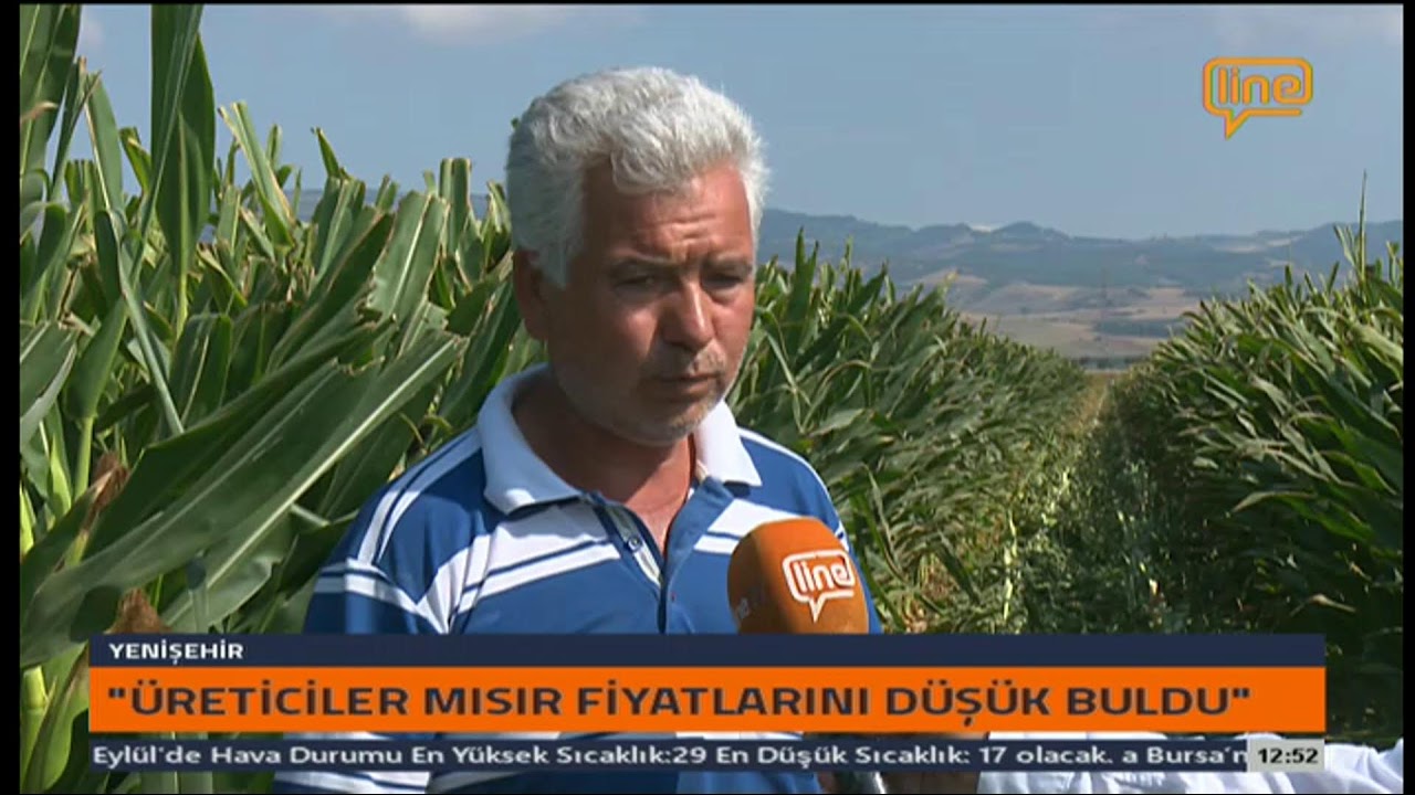 Tohumluk Mısır Hasadı başladı
