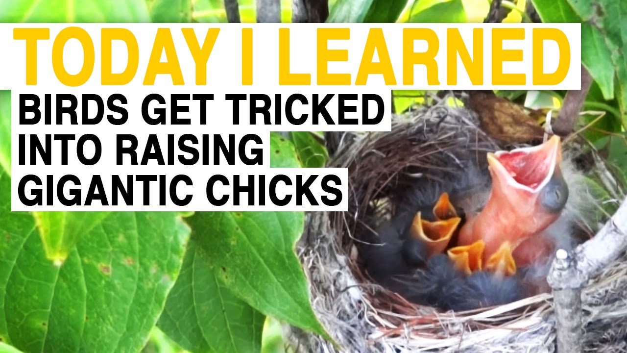 TIL: These Birds Trick Others Into Raising Their Gigantic Kids | Today I Learned