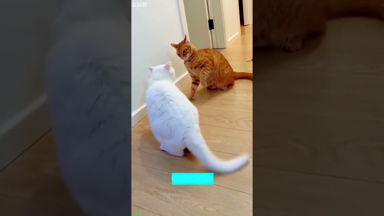 Cute Animals 🐈‍⬛ funny cats compilation 🐈‍⬛ # Ep 4426