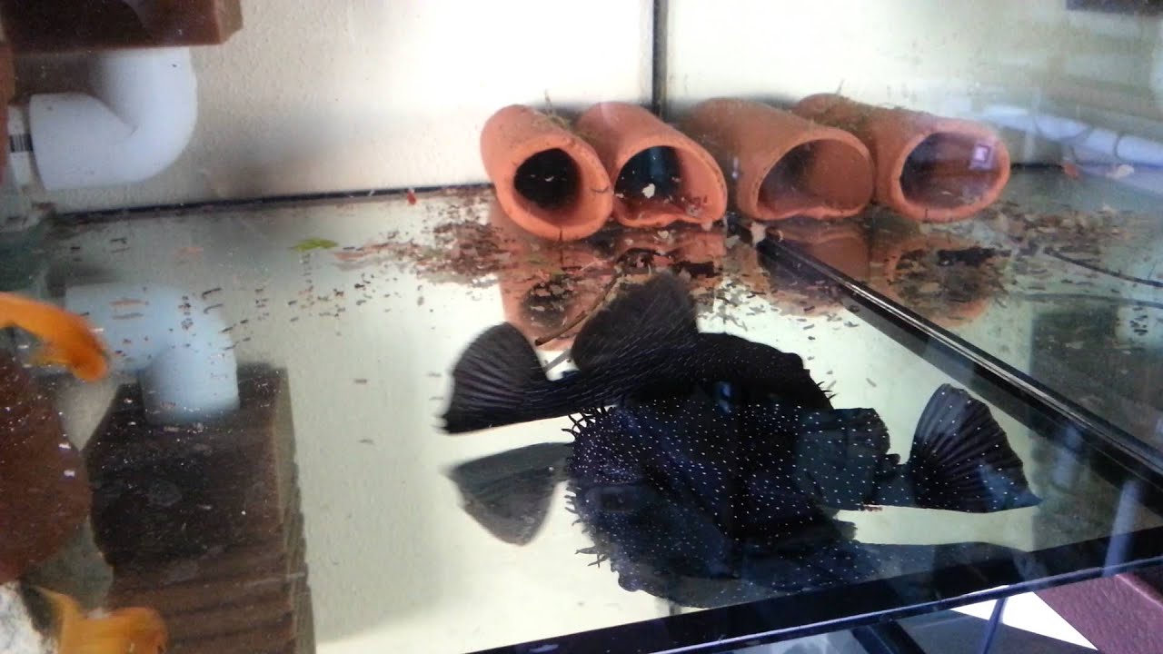 L213 - Ancistrus sp. ( L-Welse - Pleco )