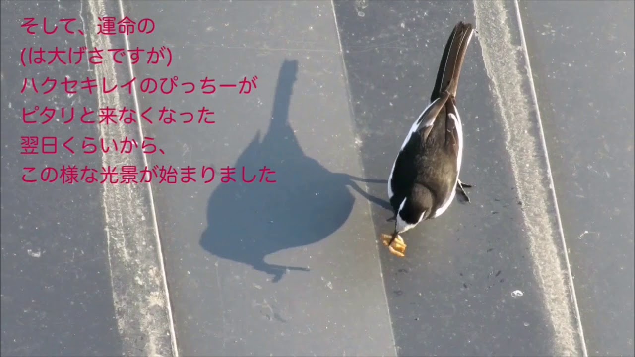 セグロセキレイの訪問🌟Vol.2（不思議な期間）🌟Visit of the Japanese Wagtail