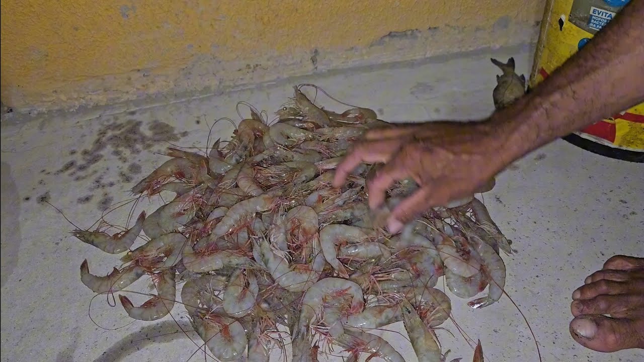 PESCARIA DE CAMARÃO BRANCO NAS PRAIAS DO MARANHÃO. 