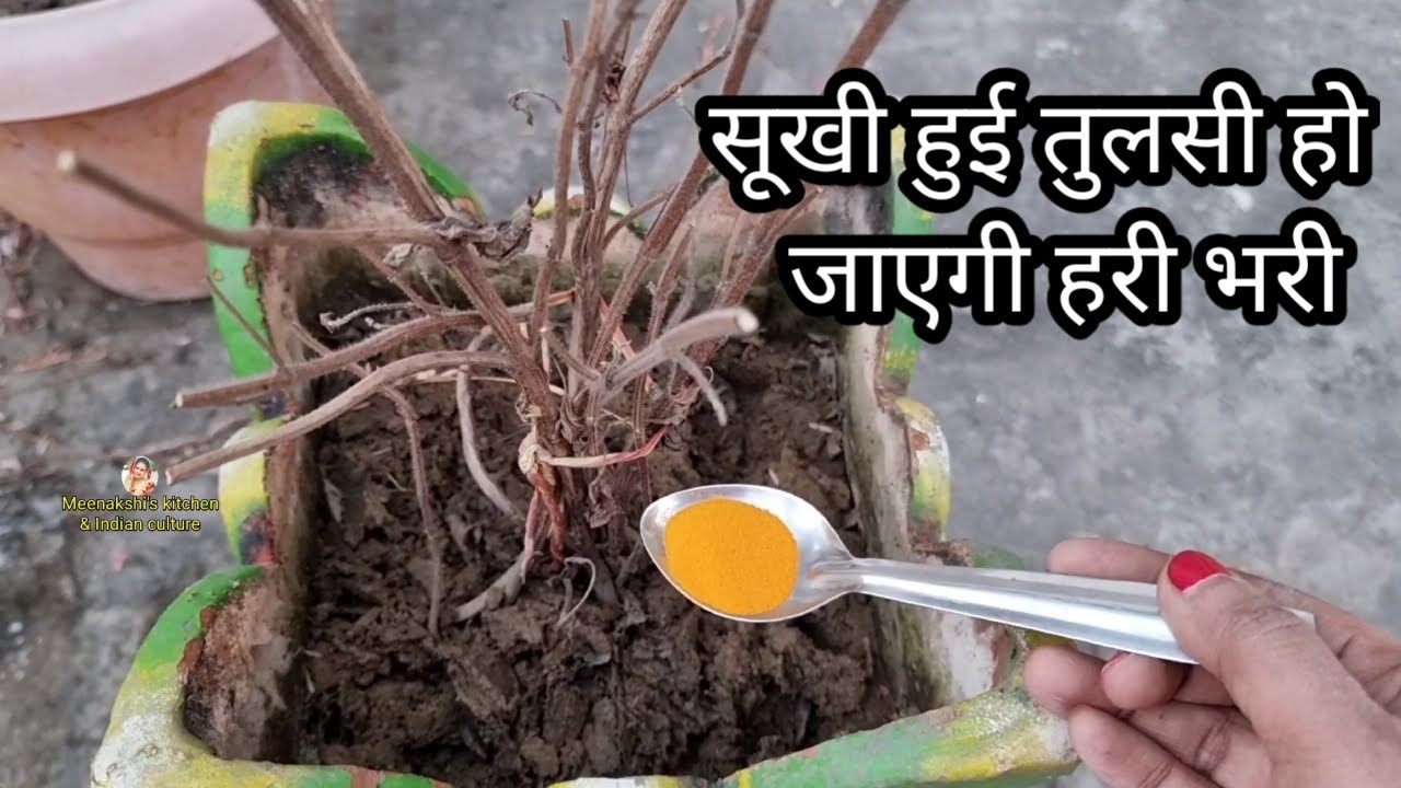 सर्दियों की सूखी तुलसी हो जाएगी हरी भरी और घनी बस इस trick से !! Tulsi plant ☘️ care after winter !!