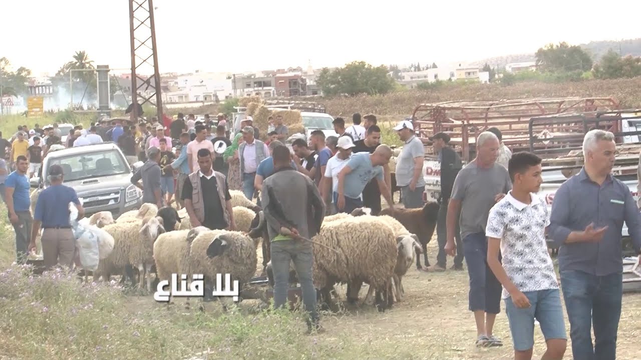 خارج من الرحبة متغشش ويتكلم وحدو هه نلوج على علوش بالبيبرو تحت المليون وملقيتش..مانيش معيد بطلت !!