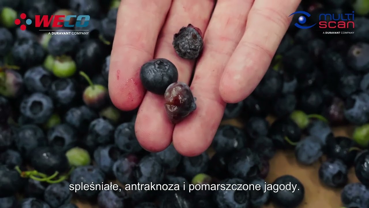 Success Story | Berry Packaging Services with 360Tek BB40 – Blueberry Sorting Excellence (POLISH)