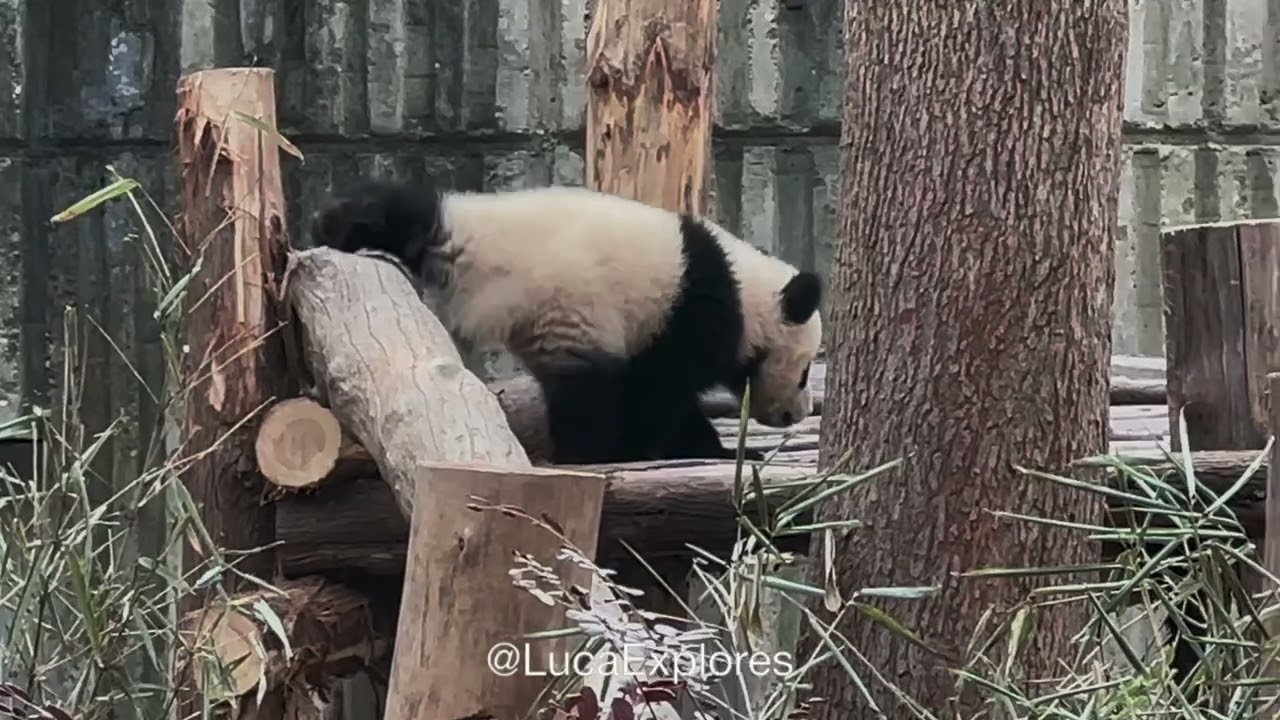 Baby Pandas Just Being Adorable 🐼 Watch Them Play Together