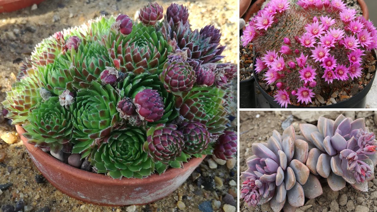 13  Piante grasse bellissime da esterno, che restano verdi per tutto l'anno.