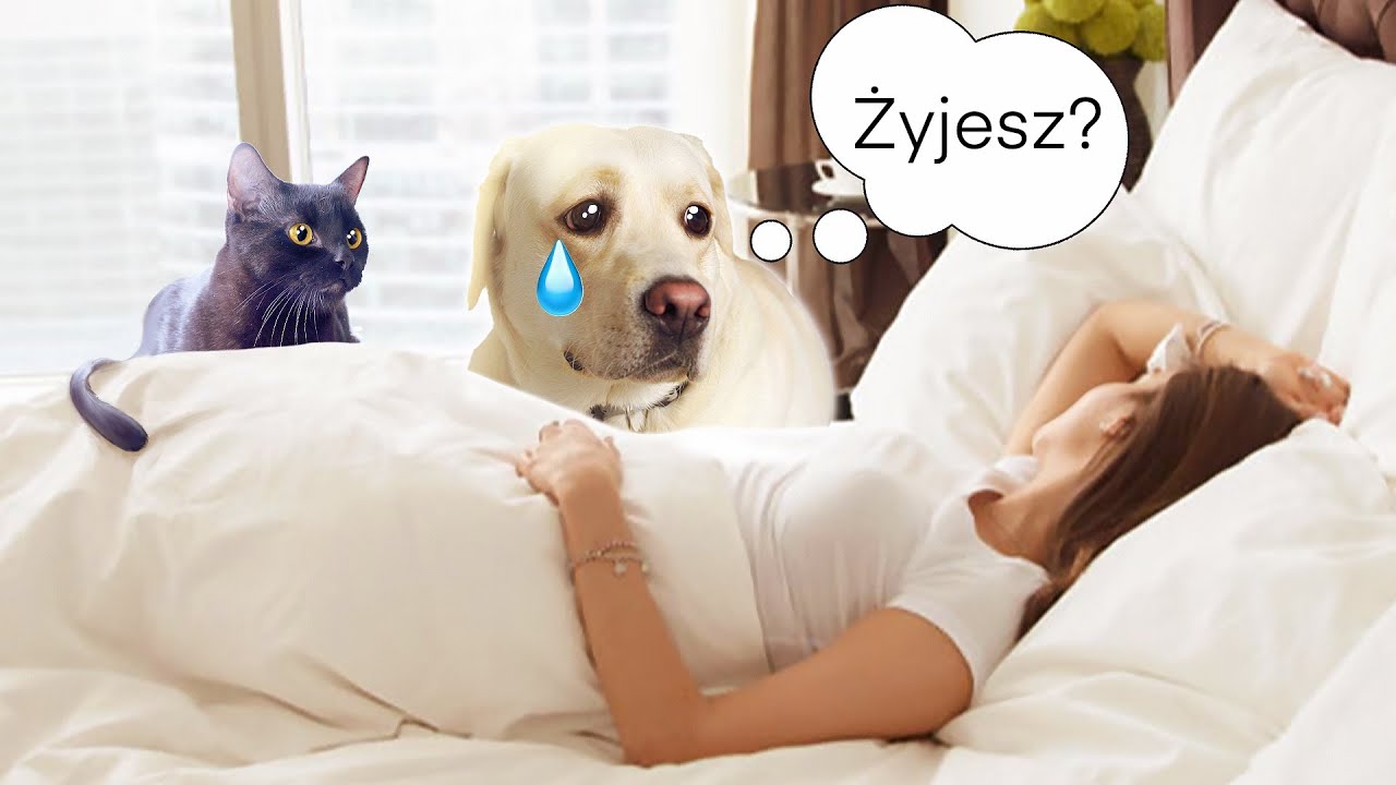 Co m&oacute;wią psy: Kiedy śpimy