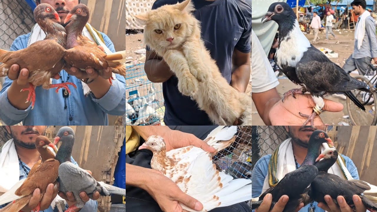 Jama Masjid Bird Market Delhi🕊30-6-2024🕊Cat Pigeon kabutar Market🕊Jama Masjid kabootar Market Delhi