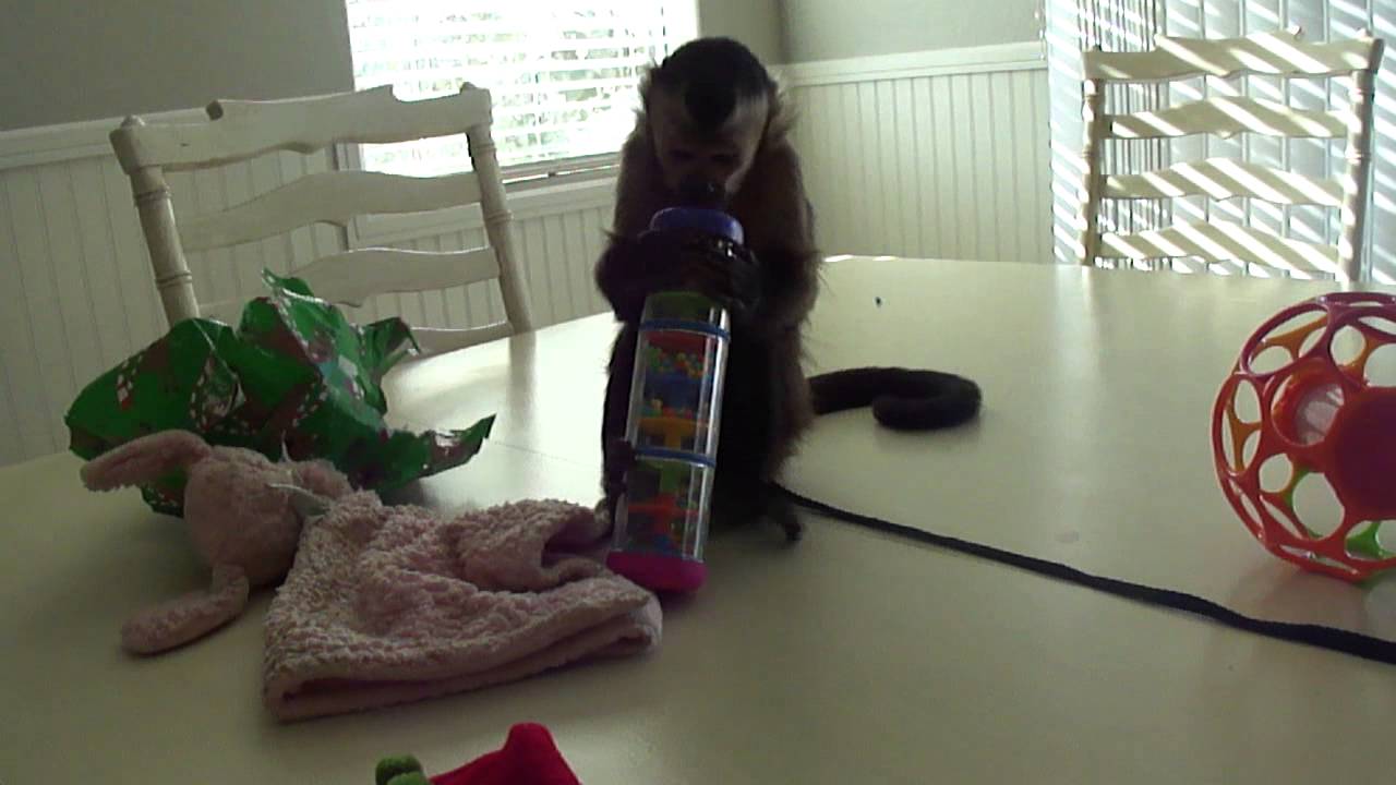 baby monkey nala pulls the gifts out of her stocking
