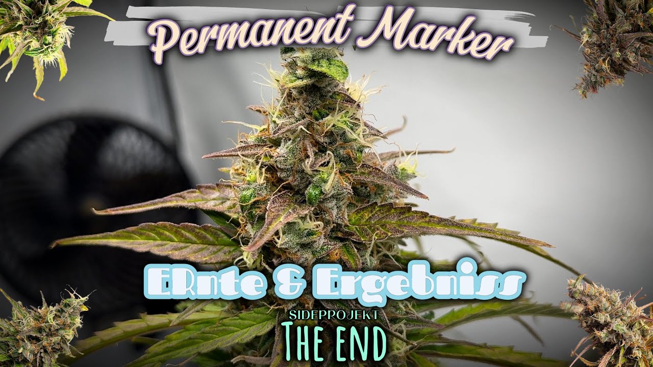 Das Ende von Permanent Marker! Ernte & Ergebniss! Spider Farmer SF2000 Evo SideProjekt The End