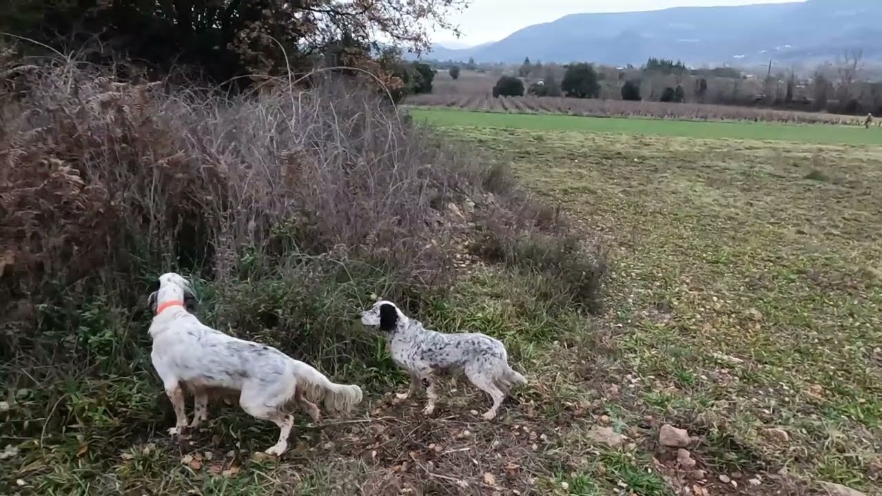 chasse au faisan avec setter anglais  ( sortie du soir avec reg et dipsie )