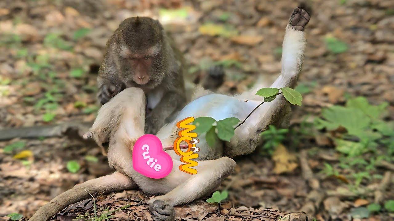 A worm attached to this monkey's body is desperately searching for a life partner.