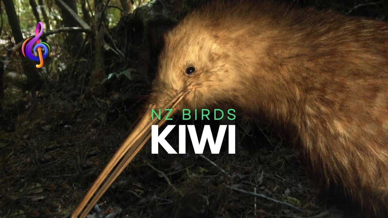 NZ birds - Kiwi during day time