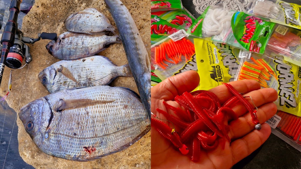 Silikon Kurt İçin En Etkili Takım! Sargoz, İstavrit, Baracuda Hazırlığı