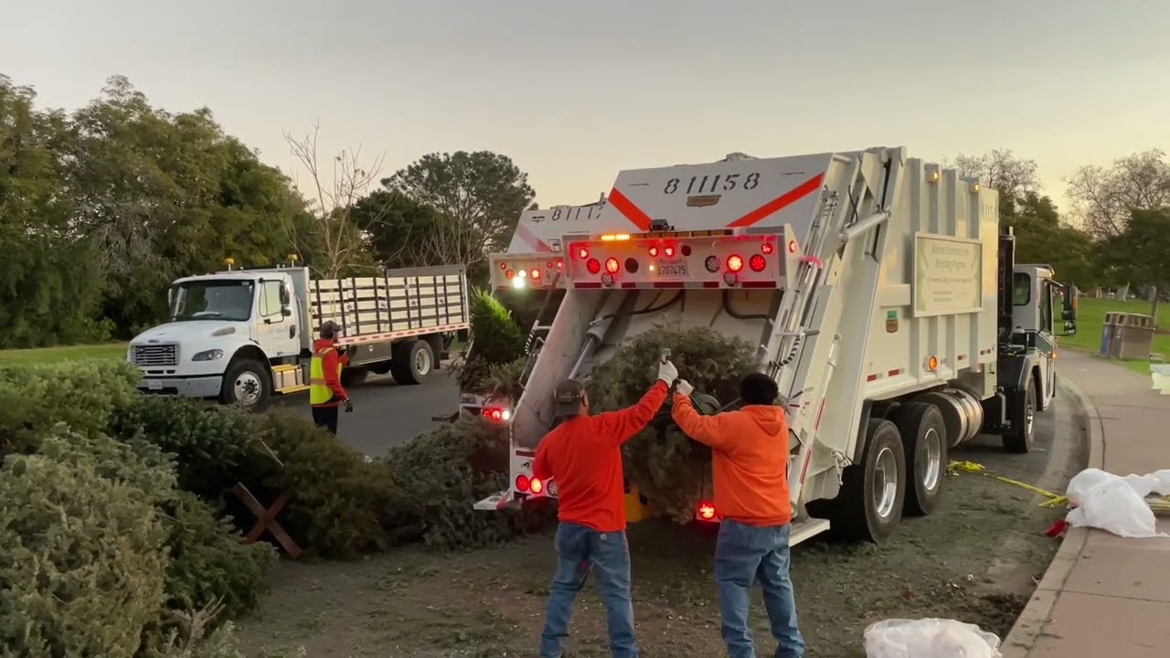 Garbage Trucks versus MASSIVE Christmas Tree Pile