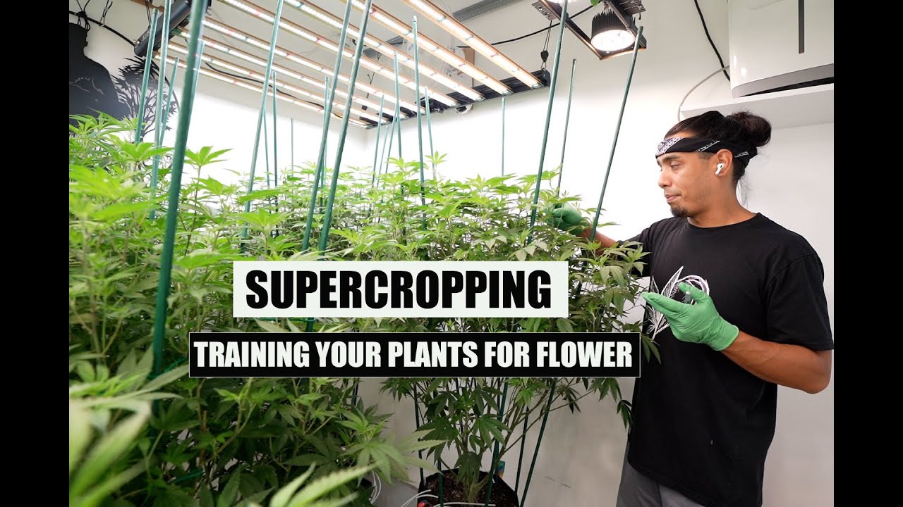 SUPERCROPPING: How To Train Your Plants Before Flower!