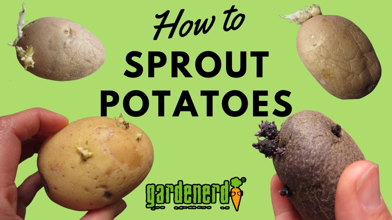 Best Way to Sprout Seed Potatoes