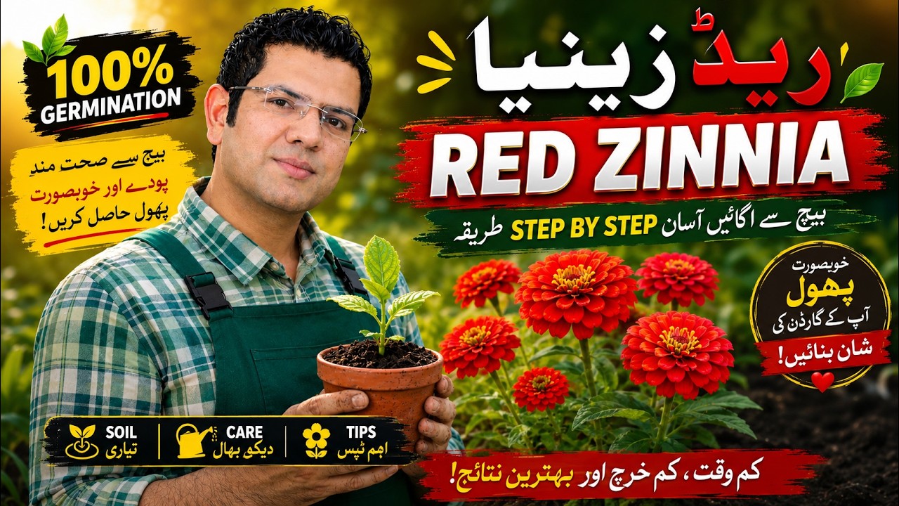 How to Grow Red Zinnia Flower Plant from Seed | Complete Soil Preparation Guide
