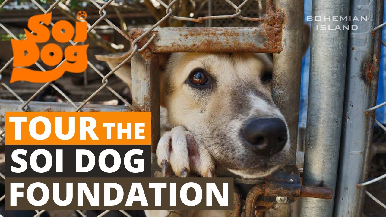 Tour The Largest Stray Dog Shelter In Thailand (Soi Dog Foundation, Phuket)