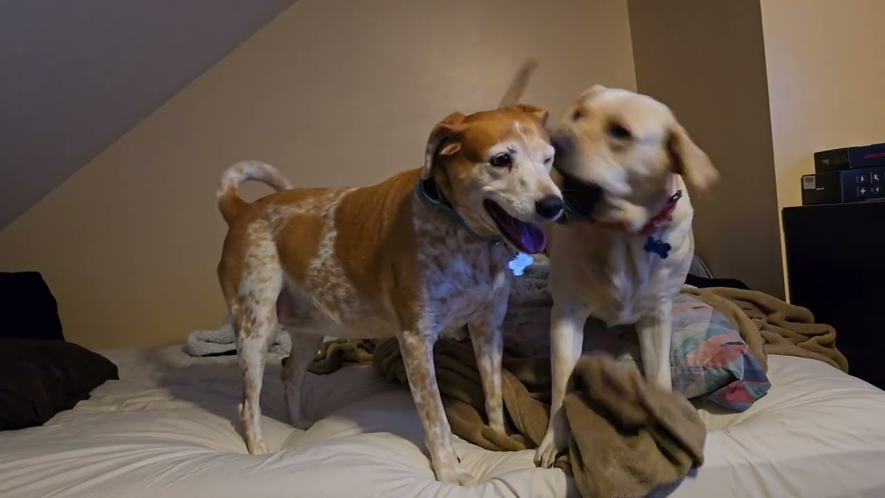 Lucy and Honey wrasslin