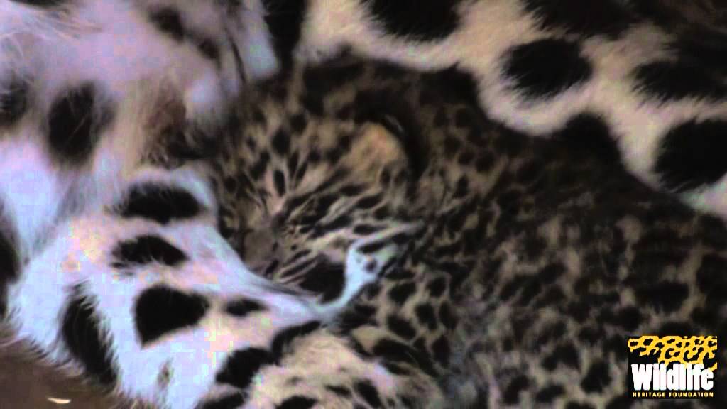 BCS - Amur Leopard Cubs 2012 - with Mum at just 11 Days Old