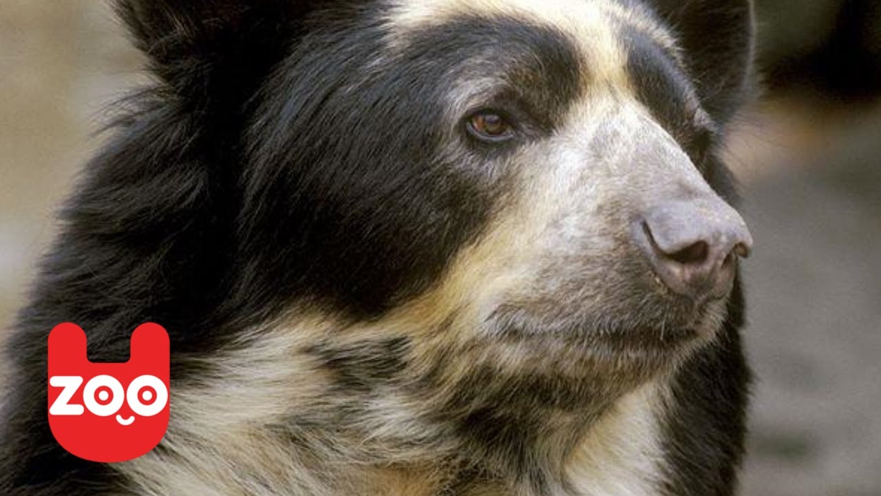 Rare Spectacled Bear Cub Rescued in Peru
