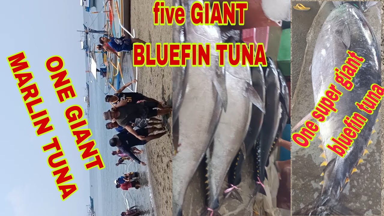 AMEZING ONE GIANT MARLIN TUNA &FIVE GIANT BLUEFIN TUNA&ONE SUPER GIANT BLUEFIN TUNA