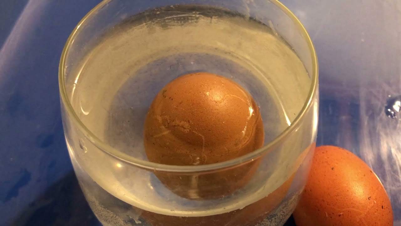 How to Water Candle an Egg