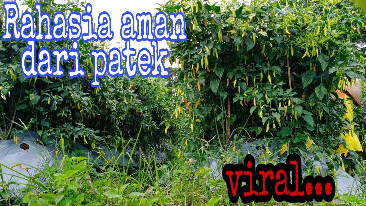 Cabe rawit aman dari patek