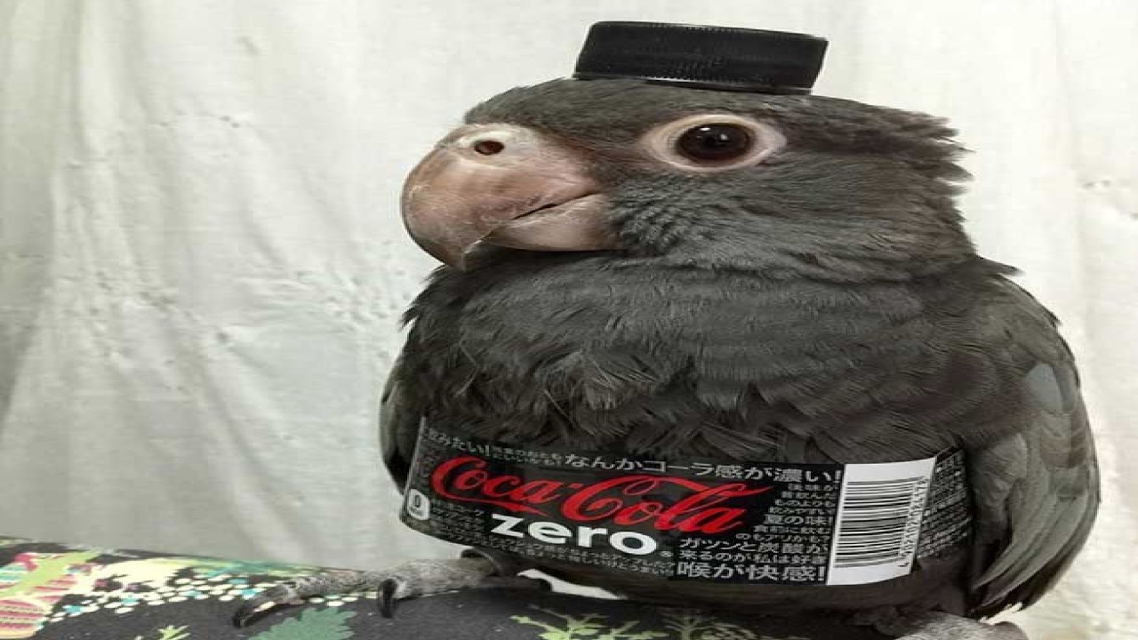 TOP 5 BIRD