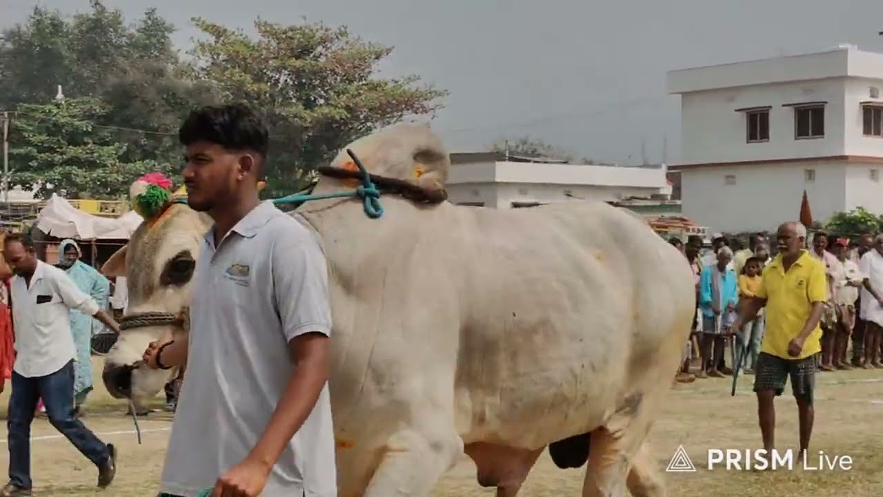 ఆకవీడు గ్రామం||సీనియర్స్ విభాగం 2వ జత LNSS BULLS నంది & మహదేవ్ 2-2-2026💥💥