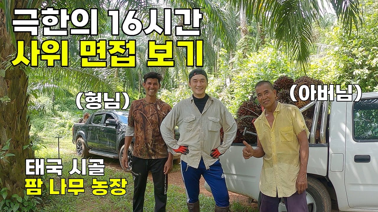 태국 산골 오지에서 극한의 사위 면접. 여자친구 아버지의 팜 나무 농장.