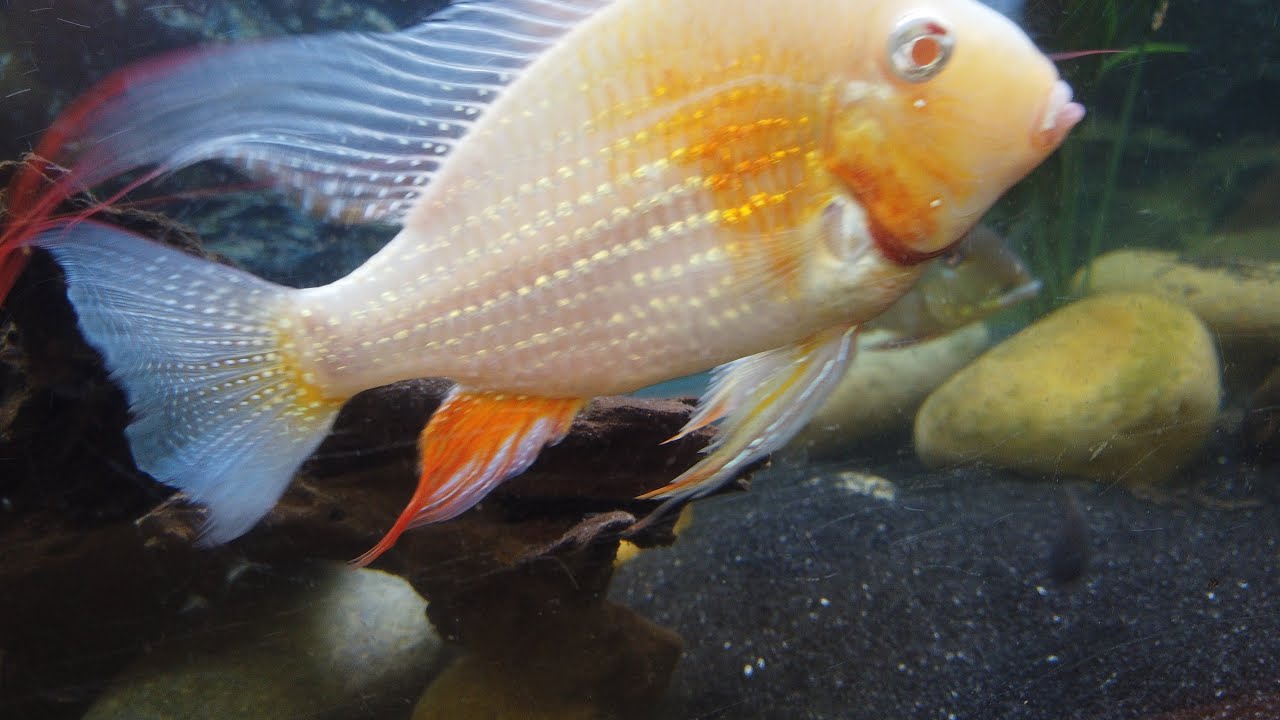 Albino Heckelii / Threadfin Acara are Illuminating Majesty! 🤩🥹