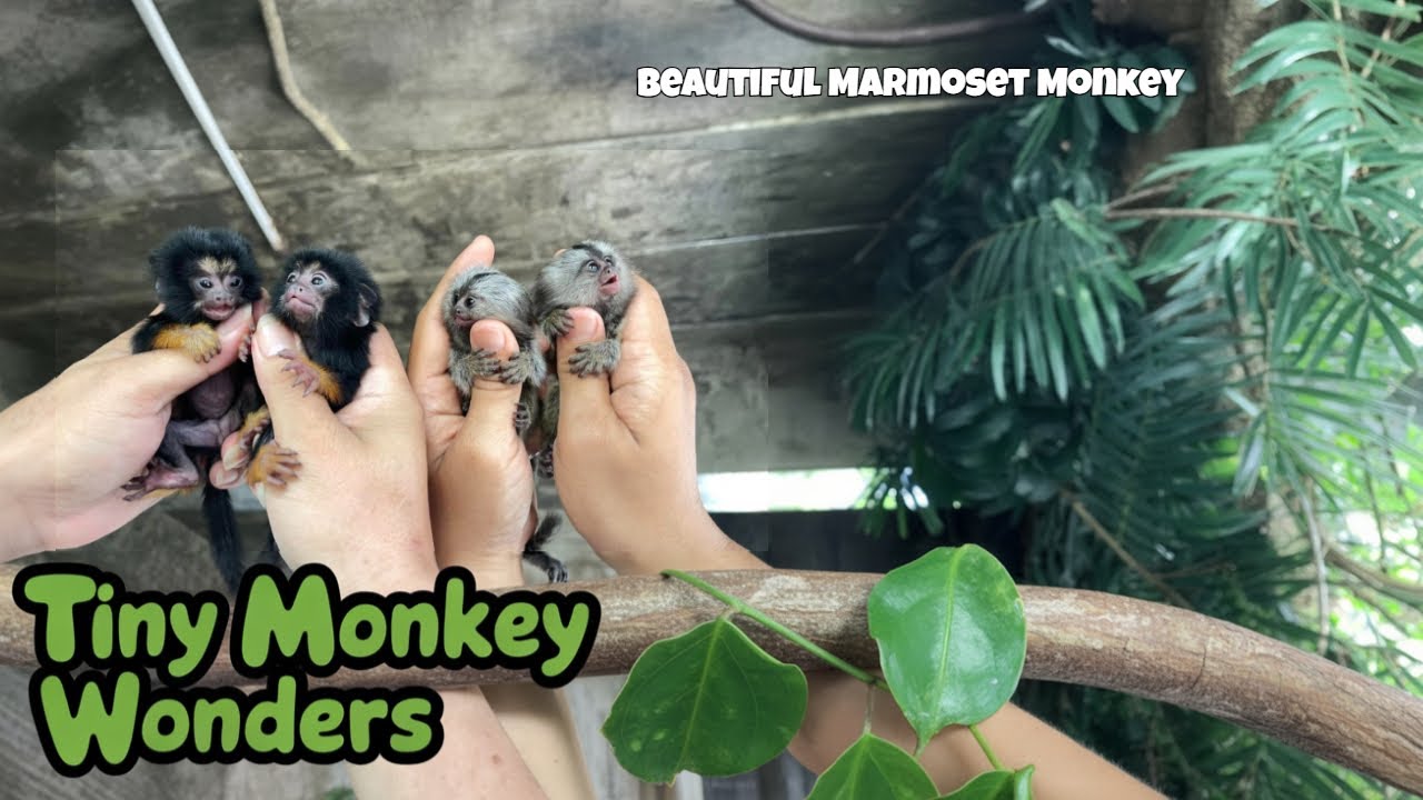 Top 9 Beautiful marmoset monkey