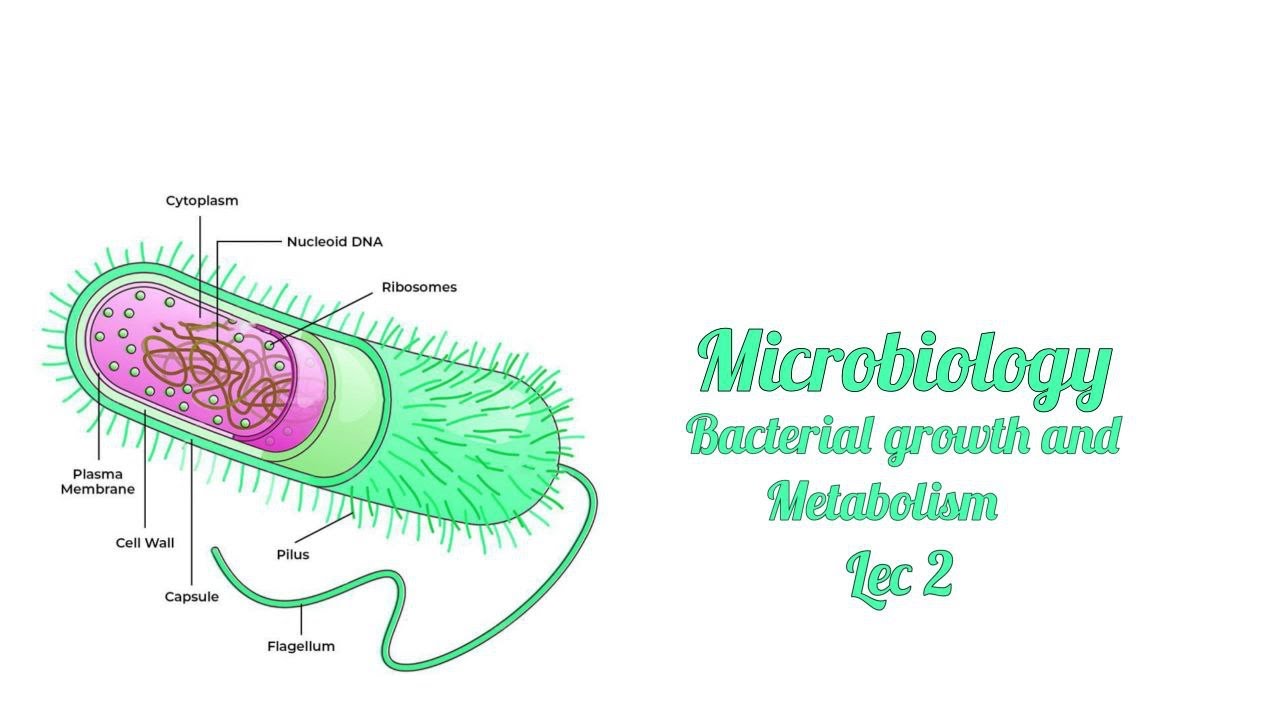 Lec 2 || bacterial growth and metabolism || مايكرو مرحلة ثالثة