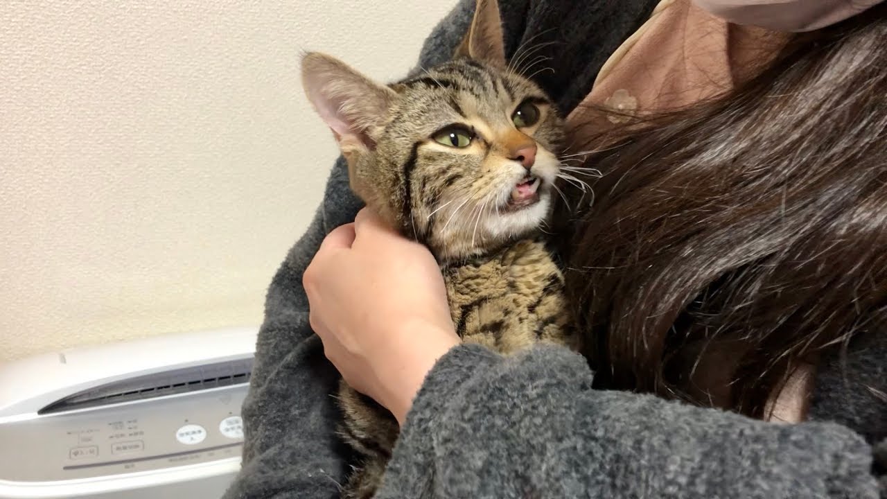 妹がいないのが不安になり過ぎて鳴き叫びまくってしまった猫ｗ
