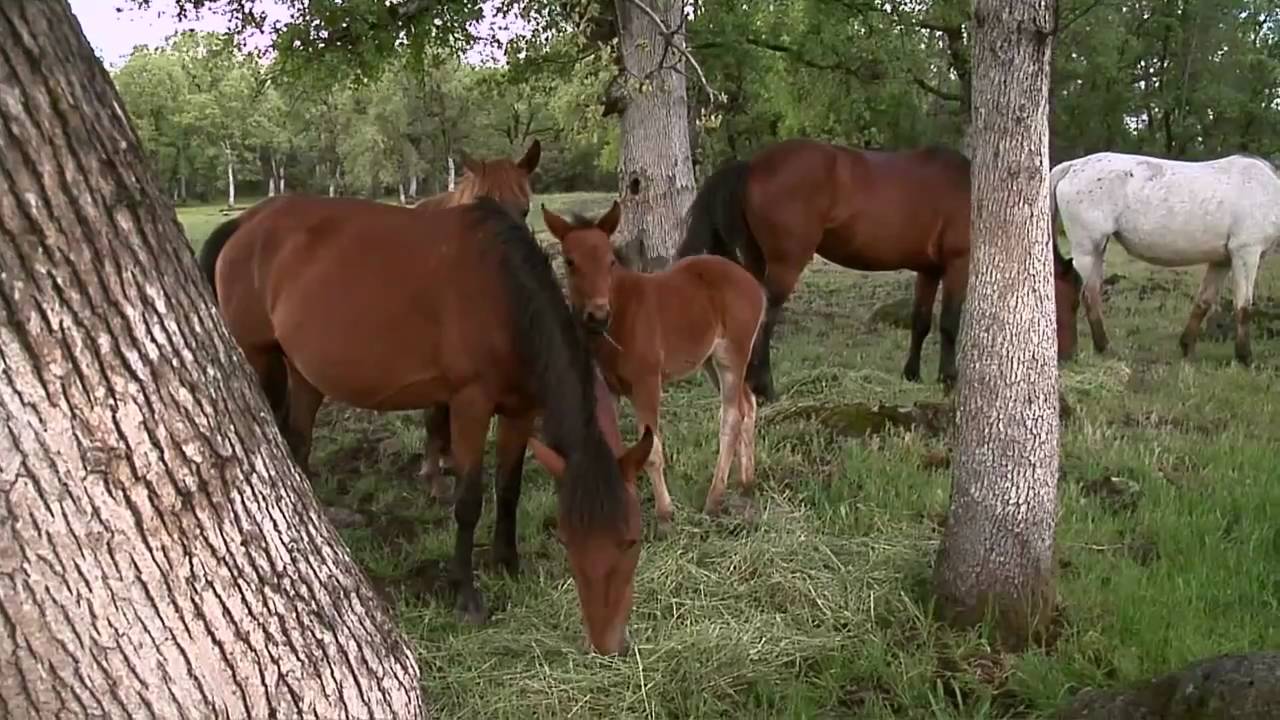 California Wild Horse Sanctuary