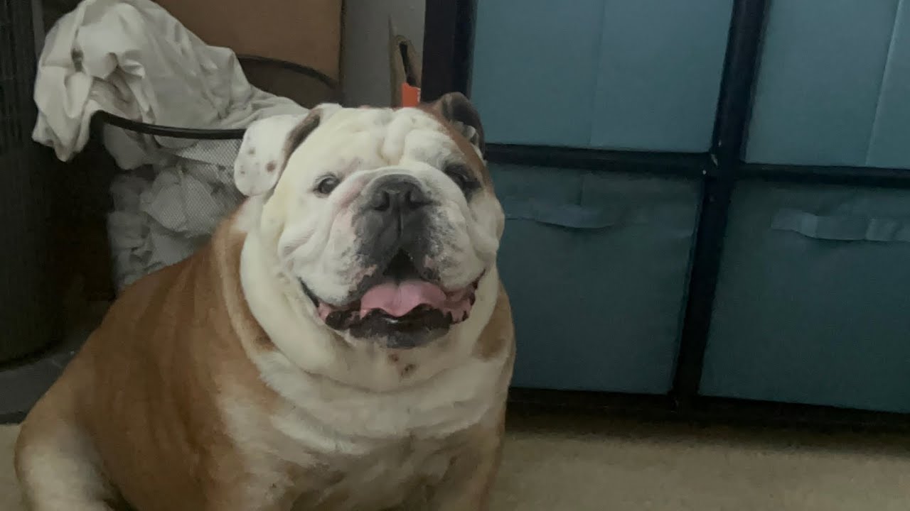 Rocky always wants to play.  