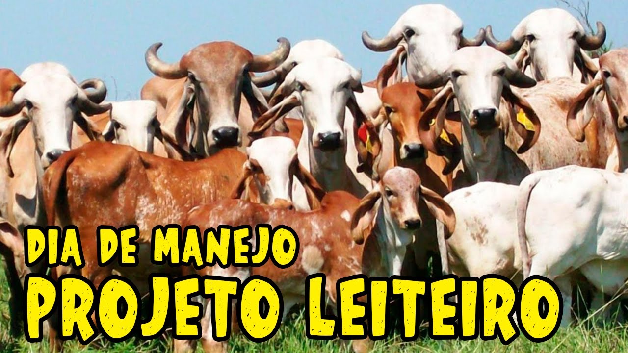 NOVO PROJETO LEITEIRO PARA CLIENTE, MANEJO GADO GIROLANDO COM GALPEC CONSULTORIA AGROPECUÁRIA