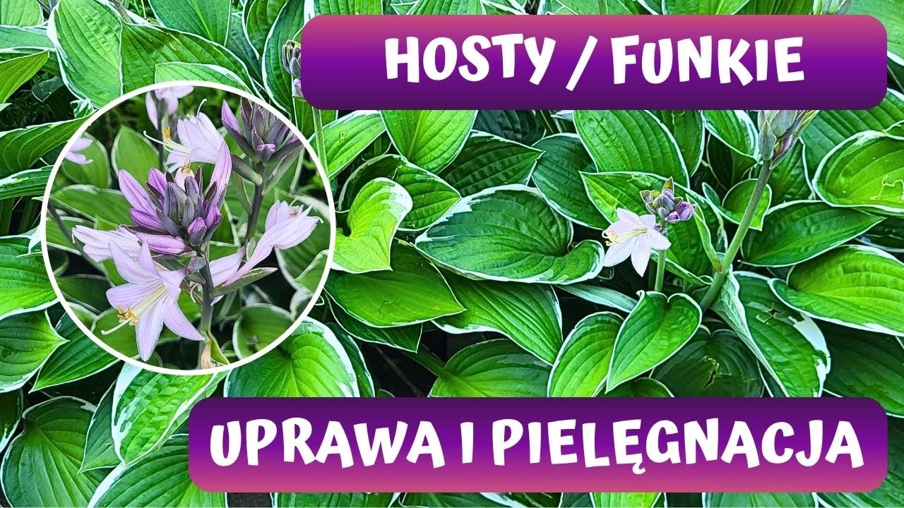 Funkie - uprawa, pielęgnacja i rozmnażanie! Hosty po przekwitnięciu! 🌾🌾🌾