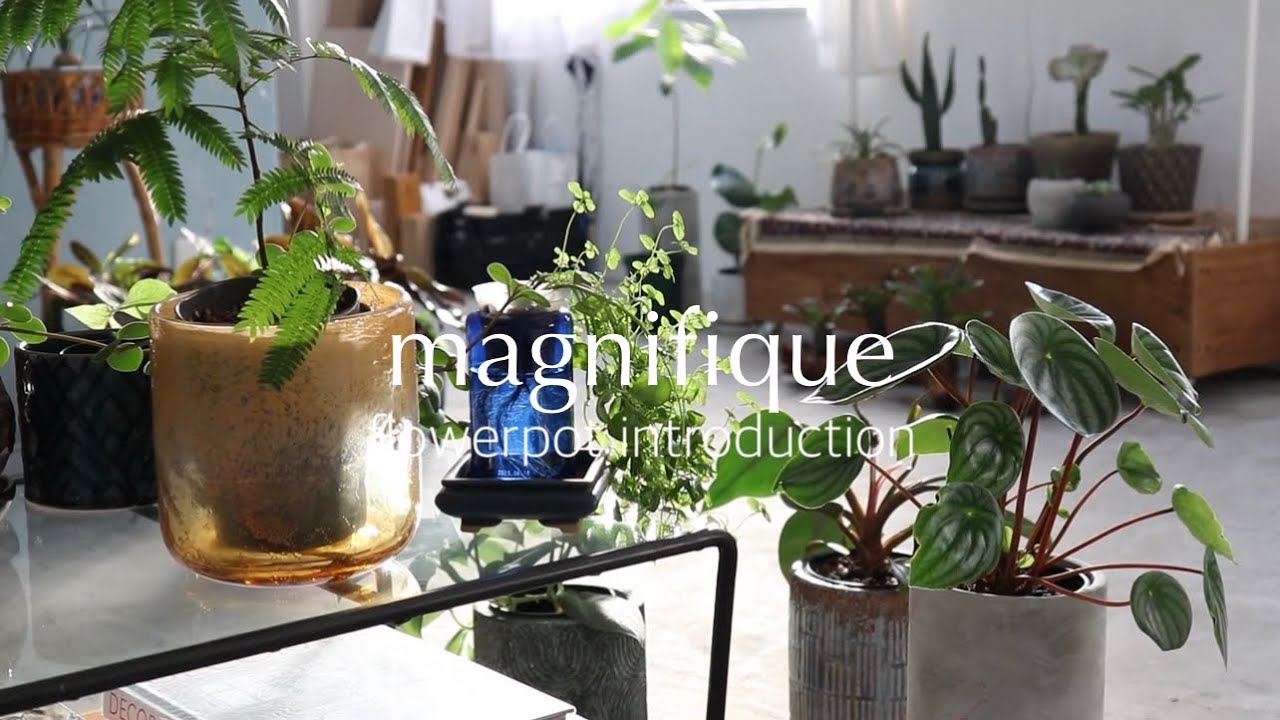 かわいい観葉植物をお洒落に飾る植木鉢＾＾いろんな鉢で、たくさん飾ろう♪