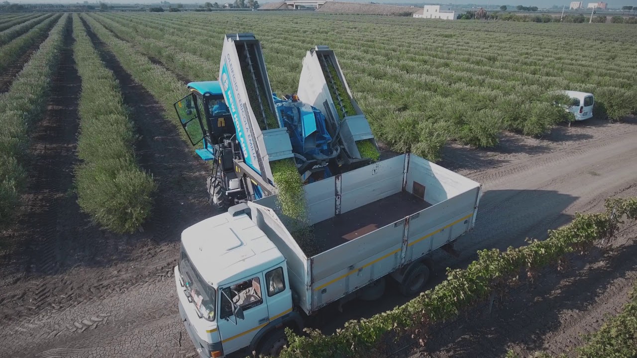Oleificio Cericola - La Raccolta - Campagna Olearia 2018/19