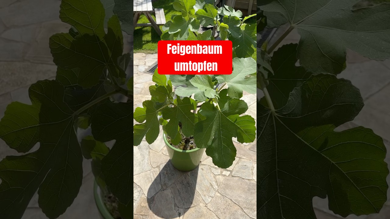 Feigenbaum im Garten pflegen